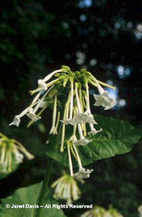 Nicotiana%20sylvestris