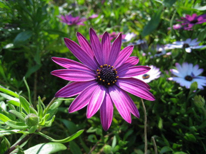 Osteospermum_ecklonis_Santa_Clara_CA