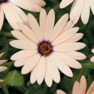 osteospermum-melon-symphony