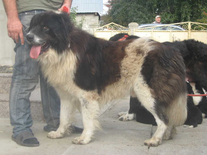 ciobanas mascul