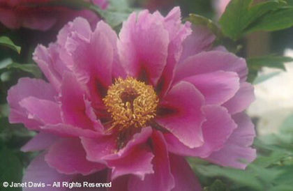 Paeonia%20suffruticosa%20hybrid