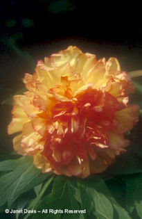 Paeonia%20suffruticosa%20