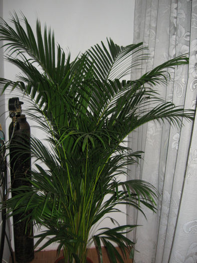 Palmier Areca