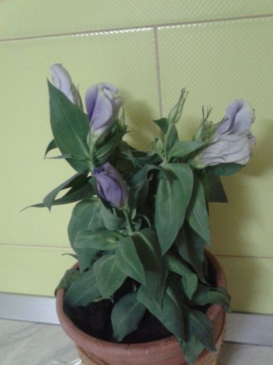 eustoma - octombrie 2013