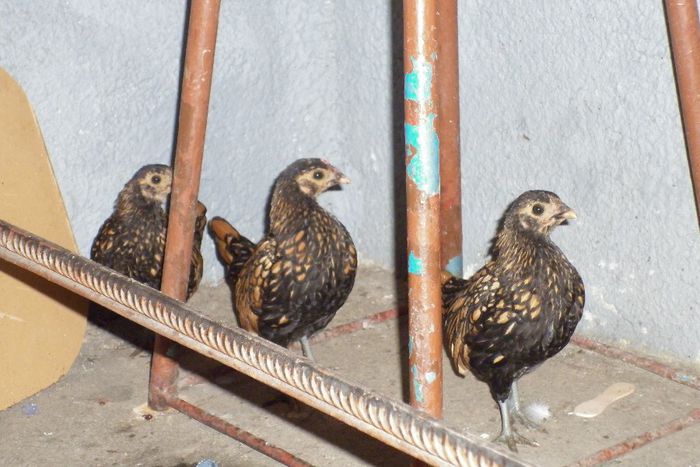 P1010391 - Sebright Auriu