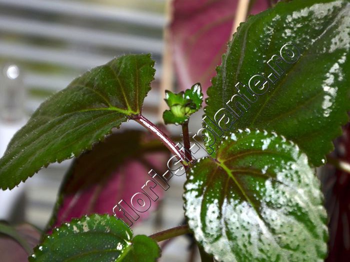 Gloxinia Perennis - are cele mai stralucitoare frunze de geess