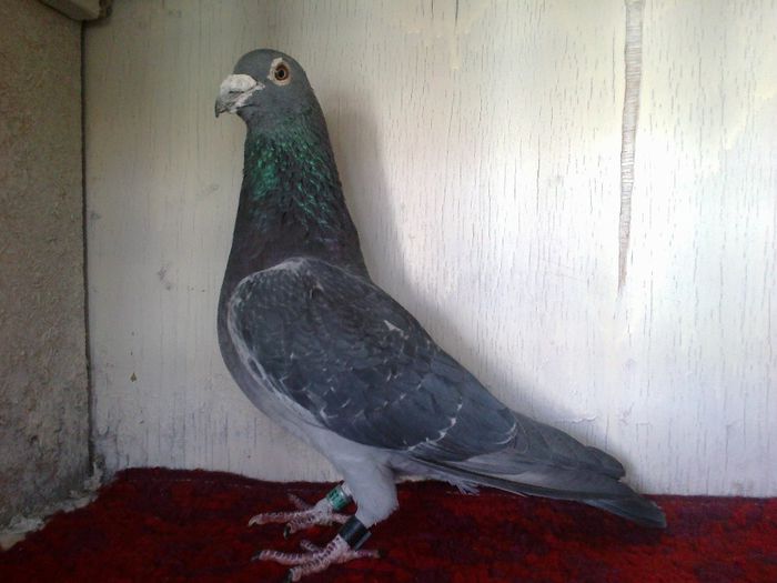 147 Poco M VAN RIEL