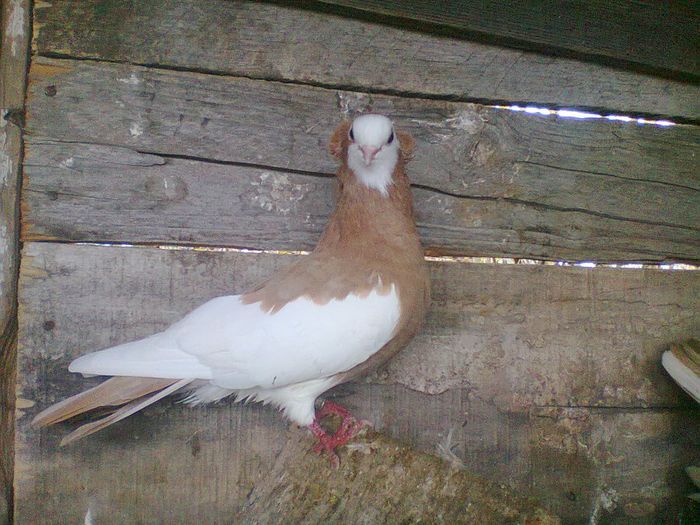 Foto0027 - 15 JUCATORI