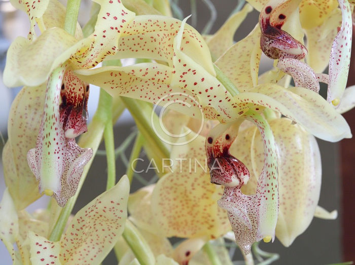 Stanhopea oculata02 - Orhidei