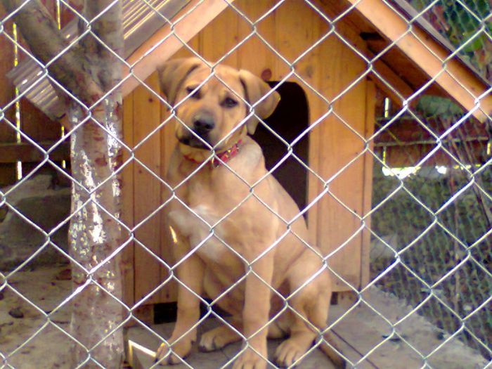 Fotografie0119; thor de tosa 3,5 luni, 25kg
