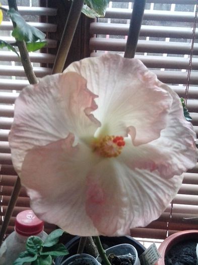 IMG_20131015_131935 - gina marie-62