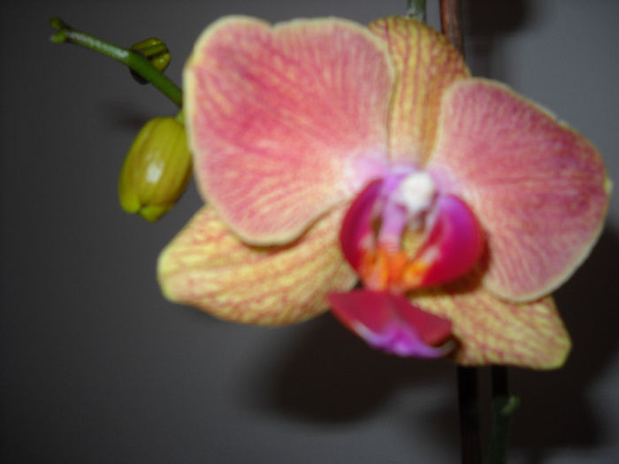 002 Tigrata - Orhideea - Phalaenopsis-Cambria