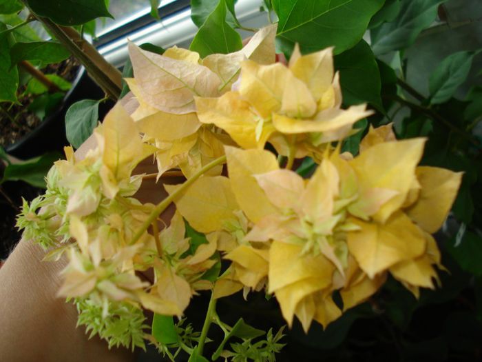 Aussie Gold - BOUGAINVILLEA