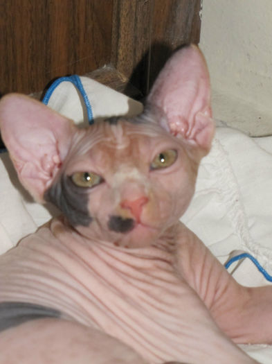 o pisica ciudata, scumpa si f. "frumoasa"-fotografiata de un amic - sfincsul