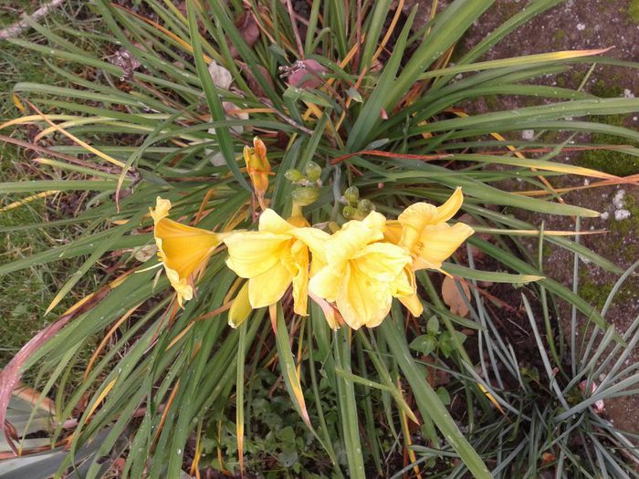 Fotografie-0026 - octombrie 2013