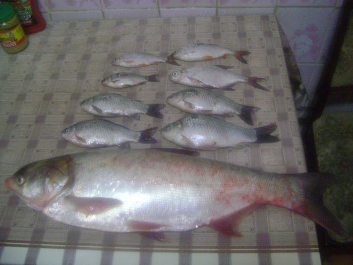 gurbanesti 15 10 2013  4 kg (chinezescul 2,7kg ) - la pescuit 2013