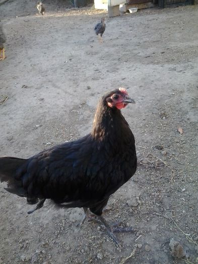 5 LUNI - GAINI AUSTRALORP