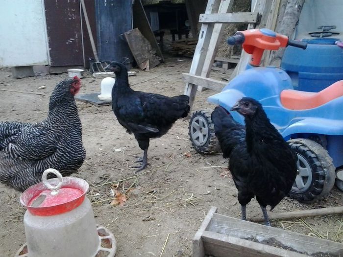 2013-10-15 15.14.30 - GAINI AUSTRALORP