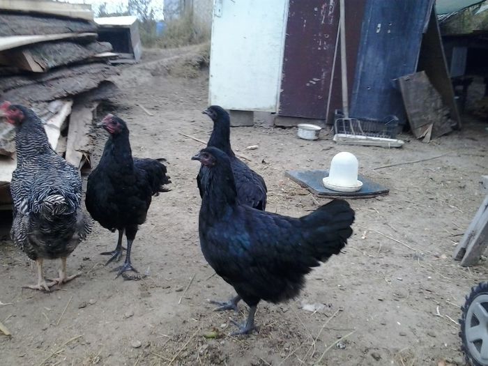 2013-10-15 15.15.12 - GAINI AUSTRALORP