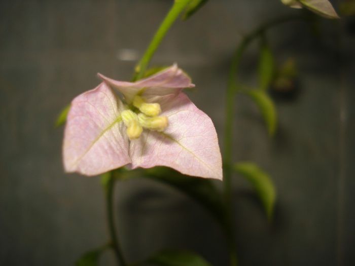YU-YU - BOUGAINVILLEA
