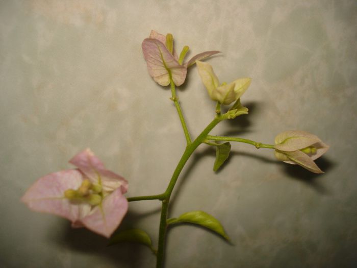 DSC09945 - BOUGAINVILLEA