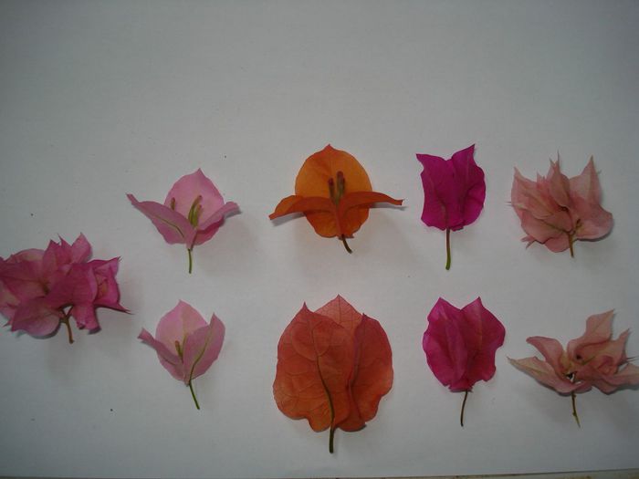 DSC09956 - BOUGAINVILLEA