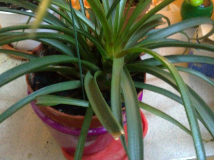 15102013255 - Tillandsia cyanea