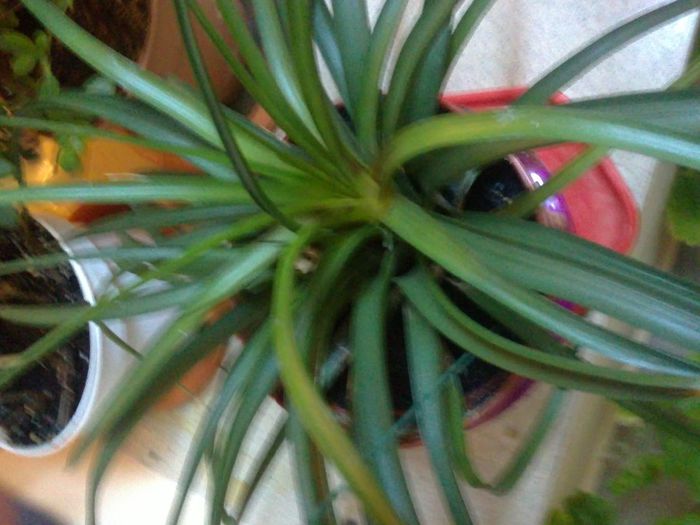 15102013256 - Tillandsia cyanea