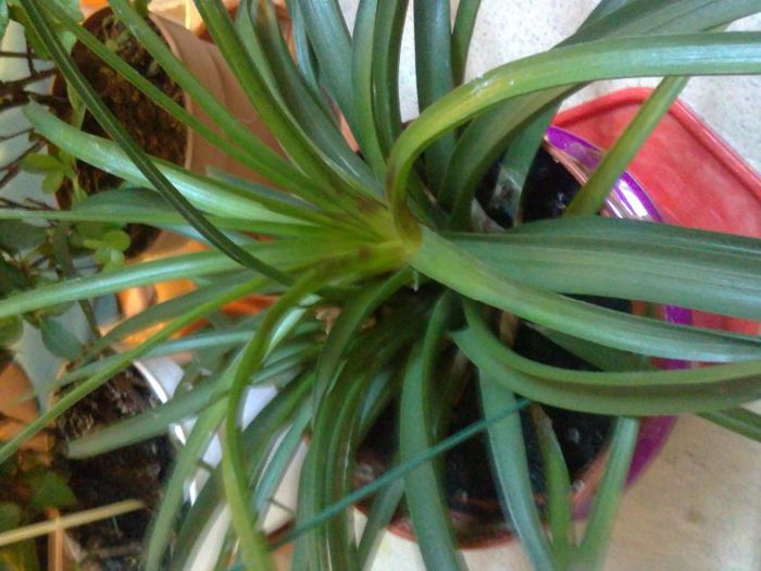 15102013258 - Tillandsia cyanea