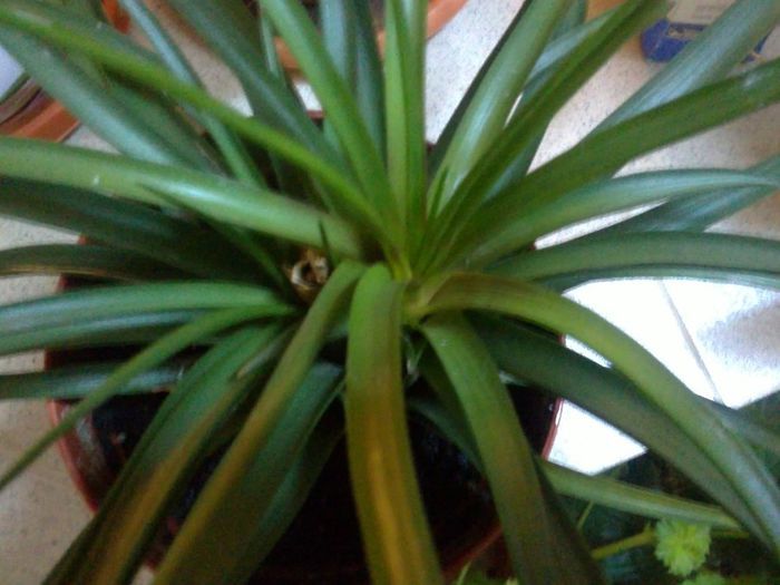 15102013259 - Tillandsia cyanea