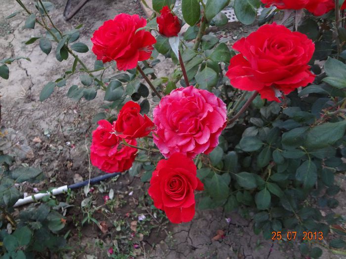 DSC00575 - Trandafiri necunoscuti