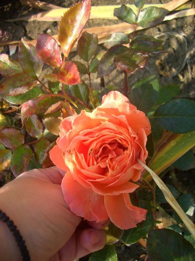 Belvedere® • Rick Stein • Rikita ® • RT 96-205 • Tan96205; Hybrid Tea, Shrub.Bred by Hans Jürgen Evers (Germany, 1996). 
Introduced in Germany by Rosen-Tantau/Tantau Roses in 2002
