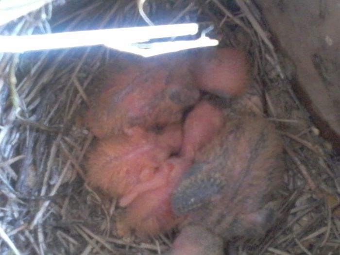 20131016_115407; Puii de toamna
