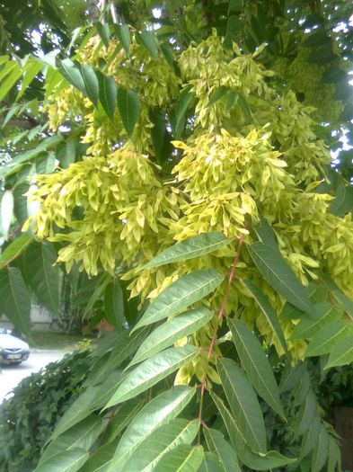 Cenusar  (otetar fals ) - Recunoasterea arborilor dupa flori