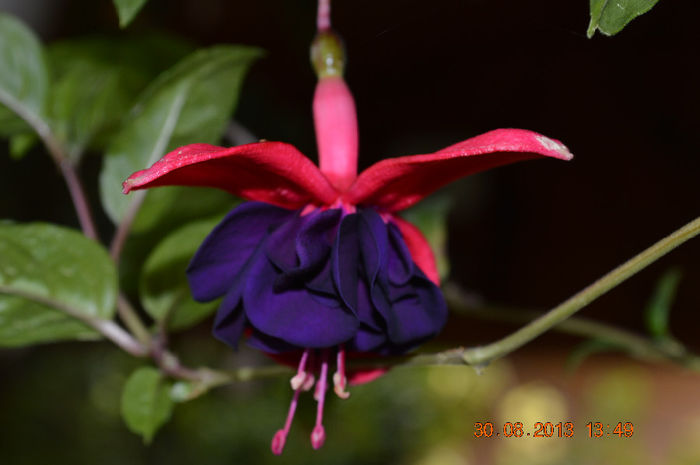 DSC_0101 - Fuchsiile mele-2013