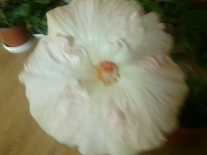 Fotografie8492 - hibiscusi 2013-4