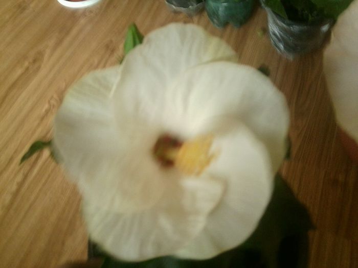 Fotografie8498 - hibiscusi 2013-4