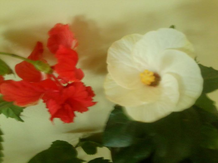 Fotografie8502 - hibiscusi 2013-4