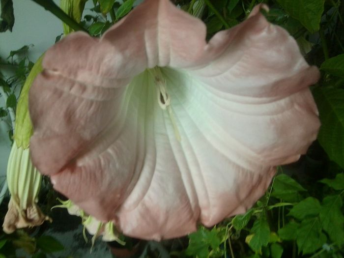 Fotografie8481 - brugmansia si datura 2012-2