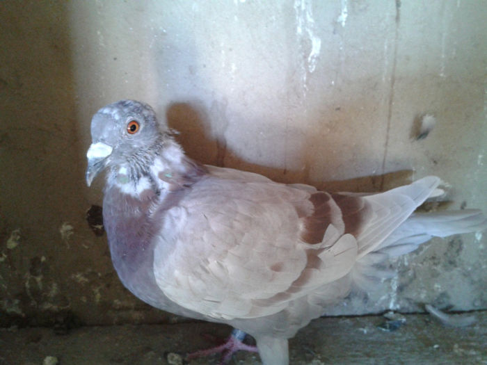 O tardiva deosebita,loc 14 pe club la un fond de 510km f greu.