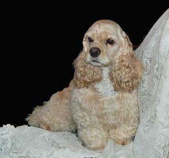 American_cocker_Bradulace - z-Cocker Spaniel American