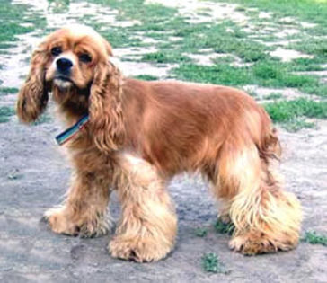 Cockerul-Spaniel-American-este-cel-mai-mic-caine-din-grupa-cainilor-de-aport - z-Cocker Spaniel American