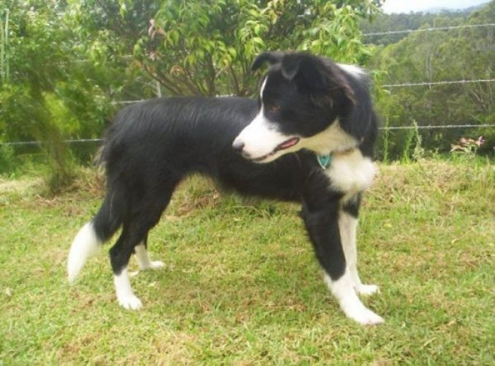 caini_border_collie_varietatea_cu_par_scurt_269 - z-Collie cu parul scurt