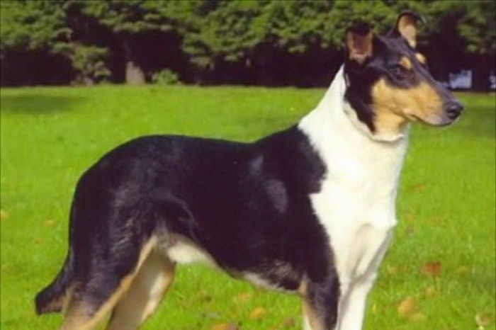 colliesmooth_7_or-600x400 - z-Collie cu parul scurt