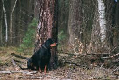 images - z-Copoi de Ardeal