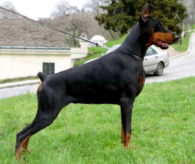 doberman1 - z-Doberman