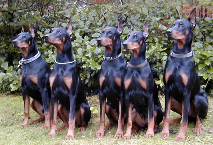 Reno_and_pups - z-Doberman