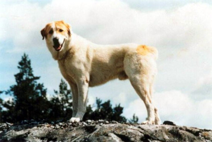 central_asian_shepherd_dog