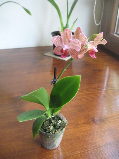 Vandut.Mini Phalaenopsis 1,inflorita, 16 ron - Orhidee de vanzare