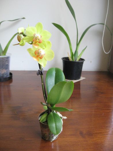 Vandut.Mini Phalaenopsis 2, galben-verzui , 16 ron - Orhidee de vanzare